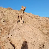 سگ نر سرابی|سگ|کرمانشاه, |دیوار