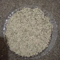 عدس|گل و گیاه طبیعی|قیدار, |دیوار