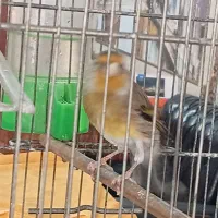 سه عدد سره قناری مست مست مست دهن سره|پرنده|کهریزک, |دیوار