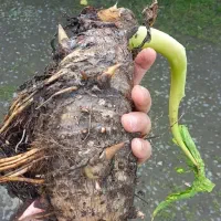 فروش پیاز باباآدم بصورت تکی و تعداد|گل و گیاه طبیعی|تهران, جمال‌زاده|دیوار