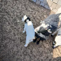 یک راس بز همراه با بزغاله