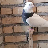 طوقی هفترنگ فروشی