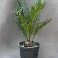 سیکاس