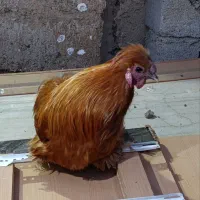 خروس دستی امپراتور|حیوانات مزرعه|تهران, مینای شمالی (مخبر)|دیوار