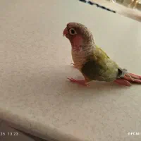 طوطی گریچینک