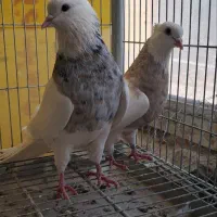 طوقی|حیوانات|کرمان, |دیوار