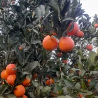 پرتقال خونی اعلا