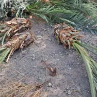 فروش فسیل کلیته مضافتی..|گل و گیاه طبیعی|جیرفت, |دیوار