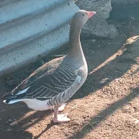 غاز تخمه گزار