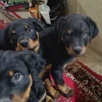 توله های اصیل روتوایلر