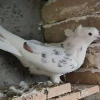 یک جفت کبوتر پرشی