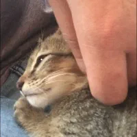 واگذاری بچه گربه رایگان