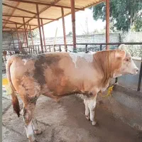 گاو وگوساله|حیوانات مزرعه|اردکان, |دیوار