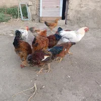 مرغ و خروس