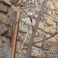 فنچ زبرا و کینگ خوش رنگ و زیبا