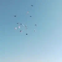 کفتر پرشی|پرنده|رضویه, |دیوار