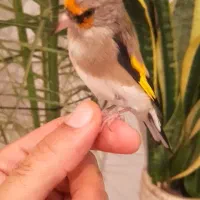 سهره دورگ دست آموز بخان بافیلم بروز|پرنده|تبریز, |دیوار