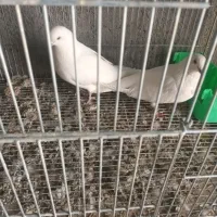 یک جفت کله خالدار پرشی بانرتهرونی