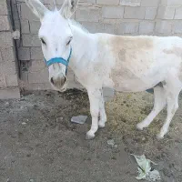 الاغ نر ،جوان، قد 126 سانت