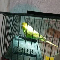 مرغ عشق|پرنده|ری, ملک‌آباد|دیوار