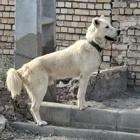 توله سرابی