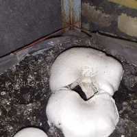 قارچ درجه دو