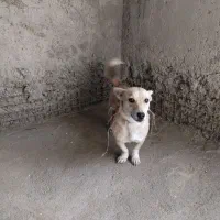 سگ پاکوتاه نژادپامر باادب و...