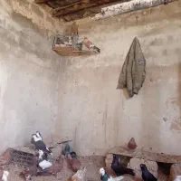 پرنده رنگی