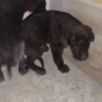 توله پیت بول تایگر