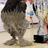 جوجه برهما رنگ طوسی ، بلو