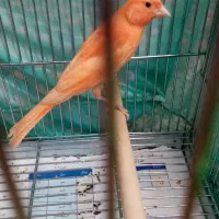 قناری نر. سرخ
