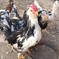 مرغ وخروس گلین وپنگوئنی