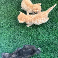 بچه گربه ۳ تا واگذاری