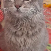 گربه|گربه|تهران, حر|دیوار