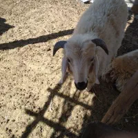 بره نر
