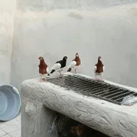 جوجه یهودی ۵۰۰ هزار