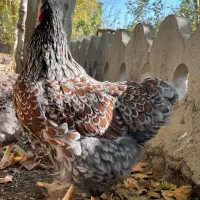 ویاندوت بلورد جی اس جی|حیوانات مزرعه|مشهد, امیریه|دیوار