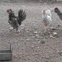 نیمچه گلین|حیوانات مزرعه|طارم, |دیوار