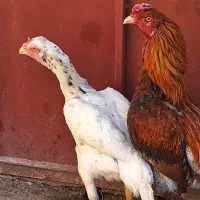 خروس و مرغ لاری