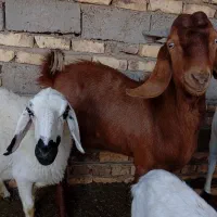 بزه نر مری|حیوانات مزرعه|زهک, |دیوار