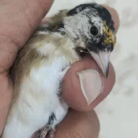 جفت سوخته سرخ و سهره چونه خطی|پرنده|شهرضا, |دیوار