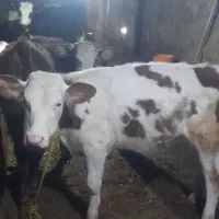 گوساله ماده