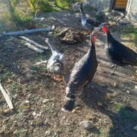 مزرعه حیوانات|حیوانات مزرعه|مشگین شهر, |دیوار