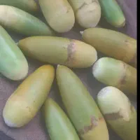 بلوط تازه یاسوج