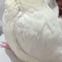 عروس امروز گمشده