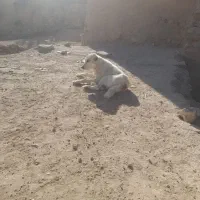 سگ نر