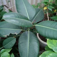 گل و گیاه آپارتمانی و گل بابا آدم|گل و گیاه طبیعی|تبریز, |دیوار