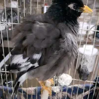 مینای سخنگو