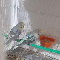 مرغ عشق بلک وینگ انگلیسی پروانه ای رینبو ..