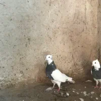 کفتر طوقی یک جفت به شرط جوجه و هوایی بودن|پرنده|بردسکن, |دیوار